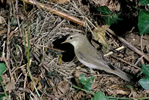 Mark Walker: Willow Warbler - at nest with young