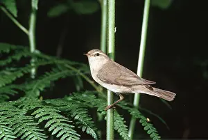 Jack Bailey: WILLOW WARBLER - perched on branch