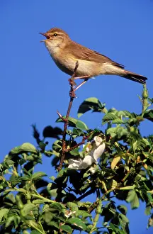 Trochilus: Willow WARBLER - perched on high branch