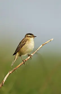 Phylloscopus: Willow Warbler - perched on vegetation in the early
