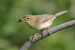 Willow: Willow Warbler (Phylloscopus trochilus)