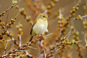 Rhamnoides: Willow warbler (Phylloscopus trochilus) resting