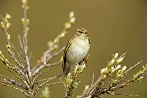 Rhamnoides: Willow warbler (Phylloscopus trochilus) resting