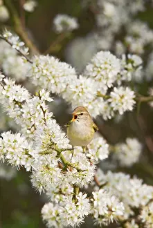 Phylloscopus: Willow Warbler - singing from Blackthorn blossom