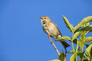 121118: Willow Warbler - singing from bush, North Hessen, Germany
