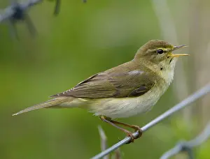 Phylloscopus: Willow Warbler - in song