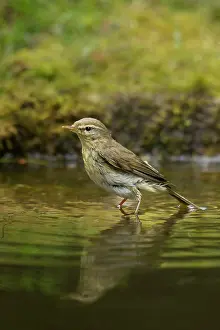 Guy Rogers: Willow Warbler - standing in woodland pool bathing