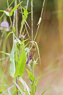 Trochilus: Willow Warbler - taking Black Fly from teasel