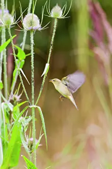 Trochilus: Willow Warbler - taking Black Fly from teasel