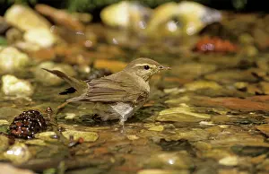 Trochilus: Willow Warbler - in water