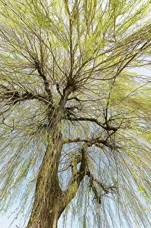 Weeping: Willow, Weeping Willow, Salix babylonica, Looking up through