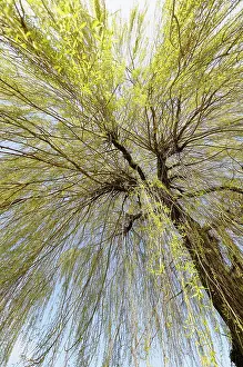 Weeping: Willow, Weeping Willow, Salix babylonica, Looking up through