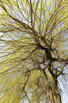 Weeping: Willow, Weeping Willow, Salix babylonica, Looking up through