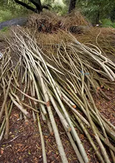 Piles: Willow Withies - Piles, ready for use in making