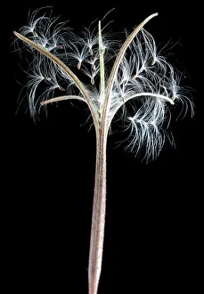 Release: Willowherb