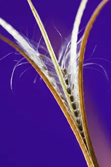 Epilobium: Willowherb, Broadleaved willowherb