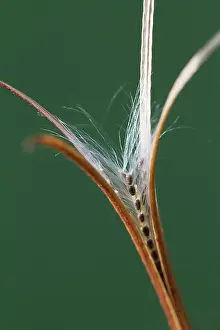 Epilobium: Willowherb, Broadleaved willowherb