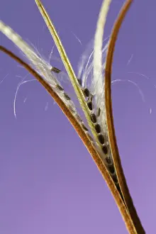 Epilobium: Willowherb, Broadleaved willowherb