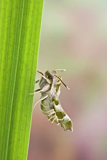 Willowherb: Willowherb Hawkmoth