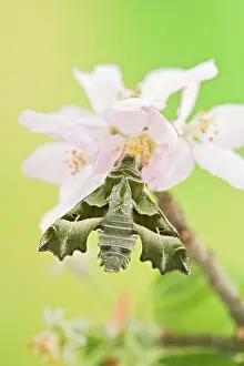 Willowherb: Willowherb Hawkmoth