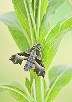 Willowherb: Willowherb Hawkmoth