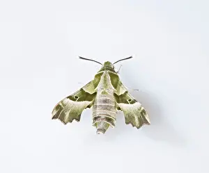 Willowherb: Willowherb Hawkmoth - rare in UK