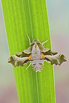 Willowherb: Willowherb Hawkmoth wings open - rare in UK