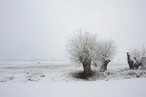 Salix: Willows (Salix sp.) in a winter landscape, The