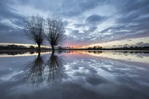 Salix: Two Willows (Salix) standing in the water at su