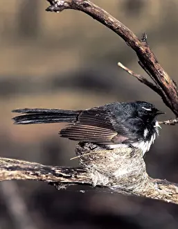 Brooding: Willy Wagtail brooding chicks