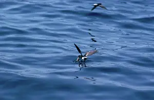 Petrel: Wilson's Petrel