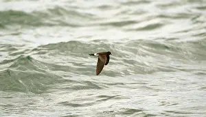 Petrel: WILSON'S PETREL - IN FLIGHT