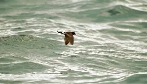 Petrel: WILSON'S PETREL - IN FLIGHT
