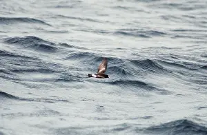 Richard Porter: WILSON'S PETREL - in flight, over sea