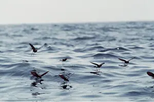 Petrel: WILSON'S PETRELS - group in flight over sea