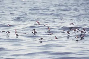 Petrel: WILSON'S PETRELS - group, in flight over sea