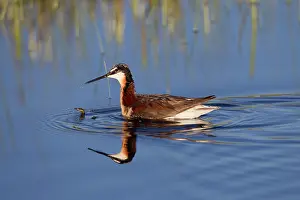 Phalaropus: Wilson's Phalarope - adult female