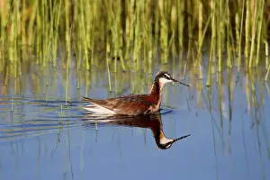 Phalaropus: Wilson's Phalarope - adult female