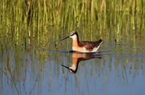 Phalaropus: Wilson's Phalarope - adult female