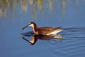 Phalaropus: Wilson's Phalarope - adult female with food in beak