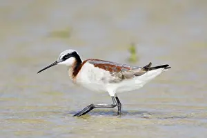 Phalarope: Wilson's Phalarope - female on migration in Spring