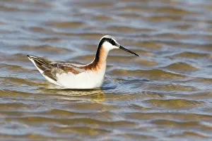 Phalarope: Wilson's Phalarope - female on migration in Spring