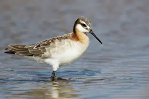 Phalarope: Wilson's Phalarope - female on migration in Spring