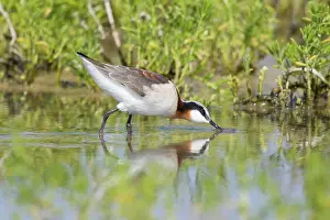 Phalarope: Wilson's Phalarope - female on migration in Spring