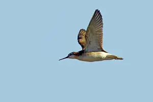 Phalaropus: Wilson's Phalarope - In flight