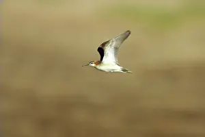 Phalaropus: Wilson's Phalarope in flight