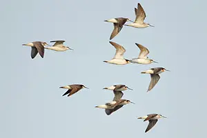 Phalaropus: Wilson's Phalarope - flock in flight