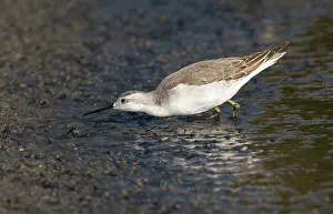 Phalaropus: Wilson's Phalarope hunting flies