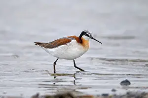 Phalaropus: Wilson's Phalarope - June