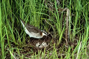 Wilsons: Wilson's Phalarope - male at nest with eggs